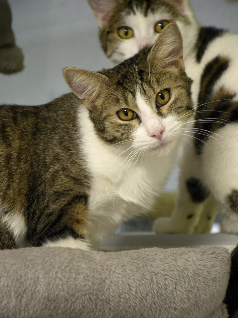 Godefroy-Serpentard-Diogènes-03