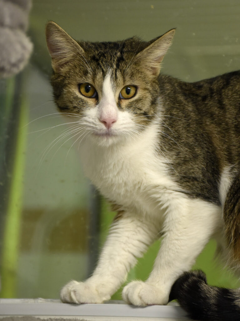 Godefroy-Serpentard-Diogènes-05