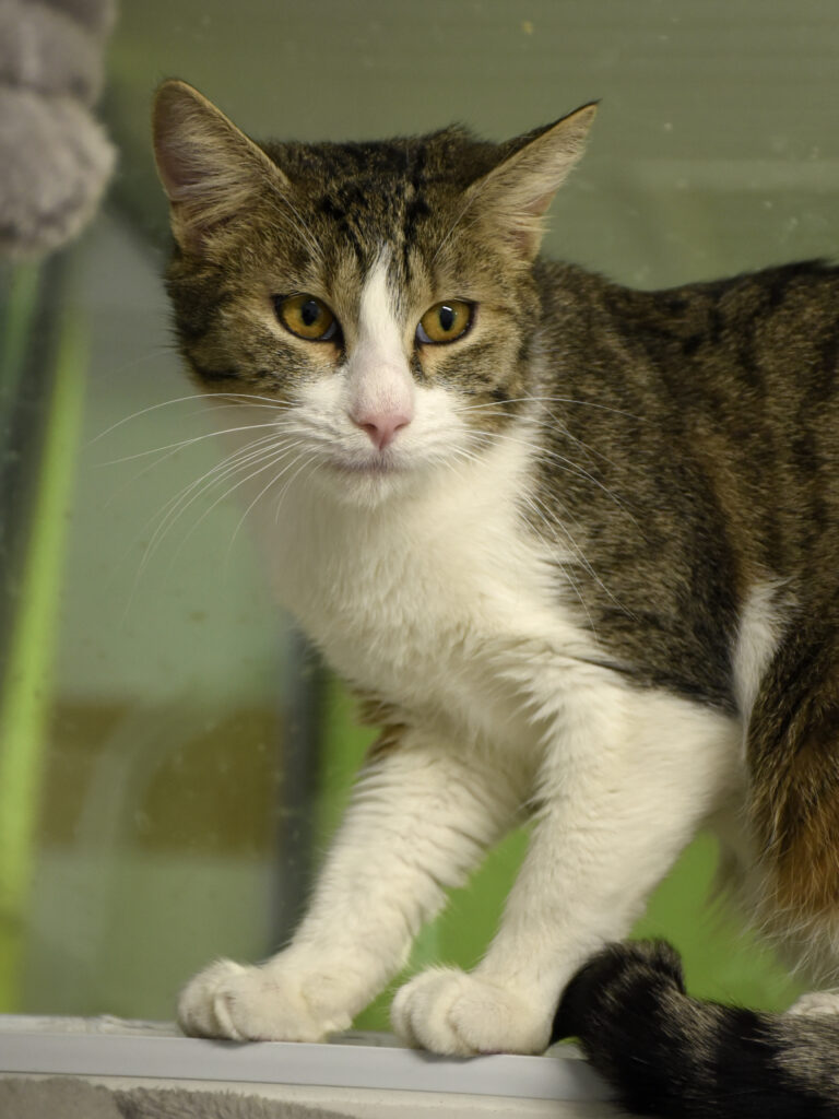 Godefroy-Serpentard-Diogènes-06