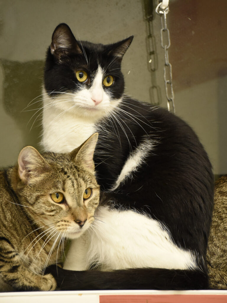 Griffonne_Serdaigle-Diogène_03