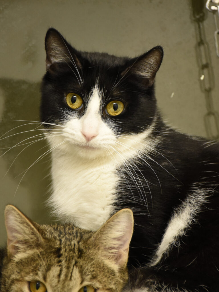 Griffonne_Serdaigle-Diogène_05