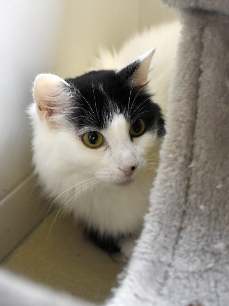 Guenièvre_Serdaigle-Diogène_04