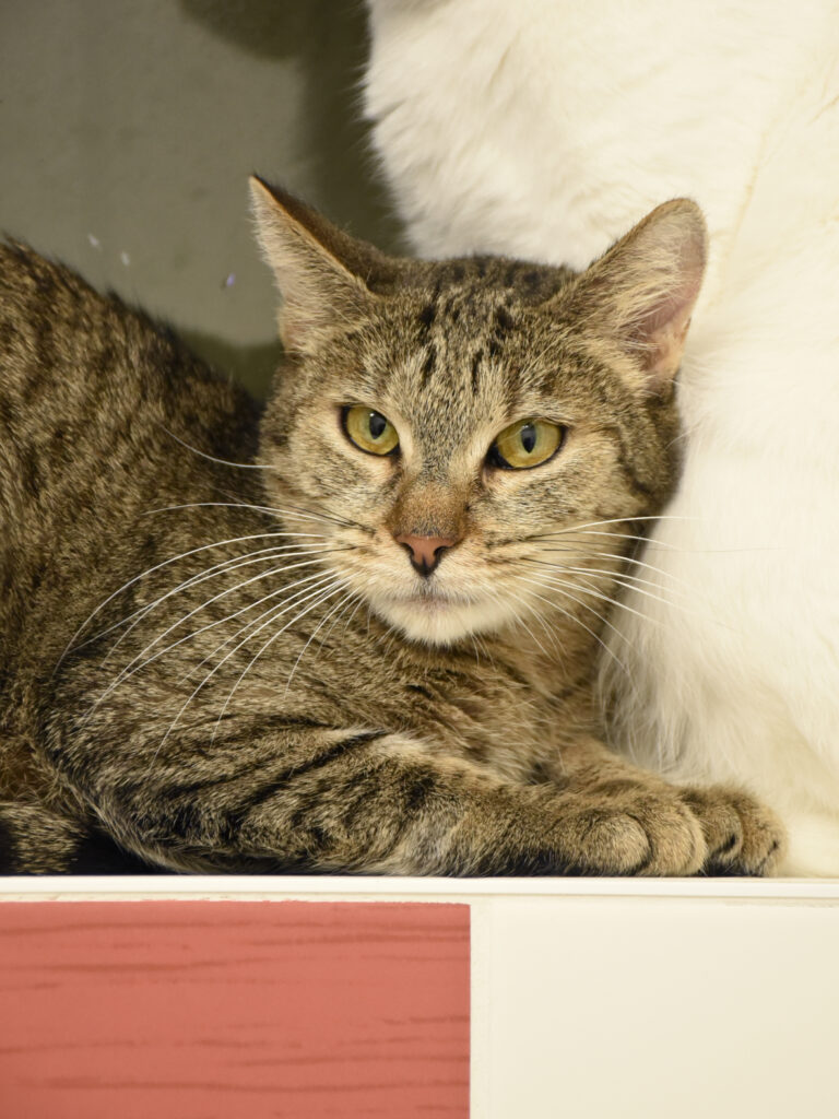 Hallebarde_Serdaigle-Diogène_03