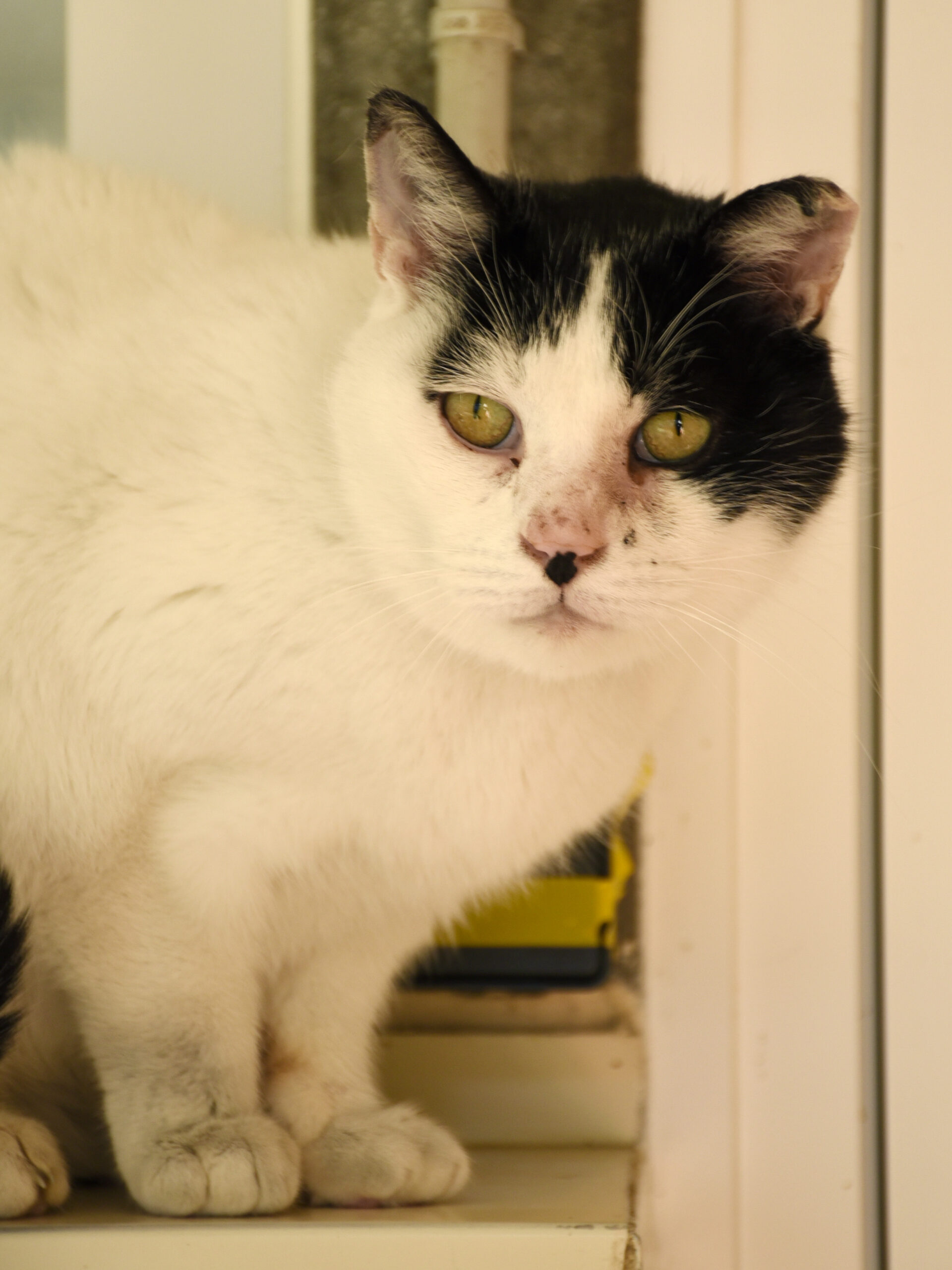 Happyness-Phoenix-06