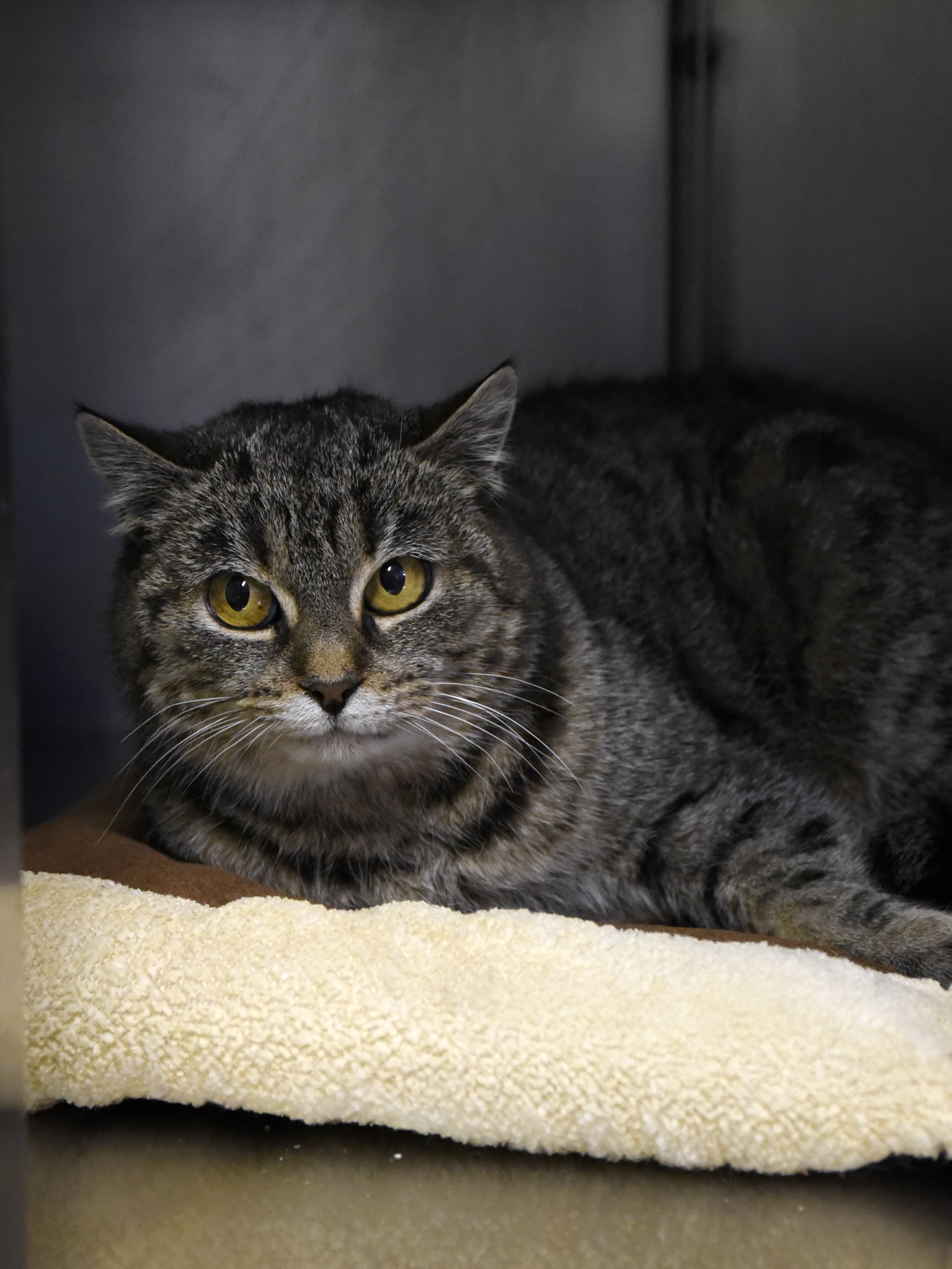 Hérisson-Fol'œil-03