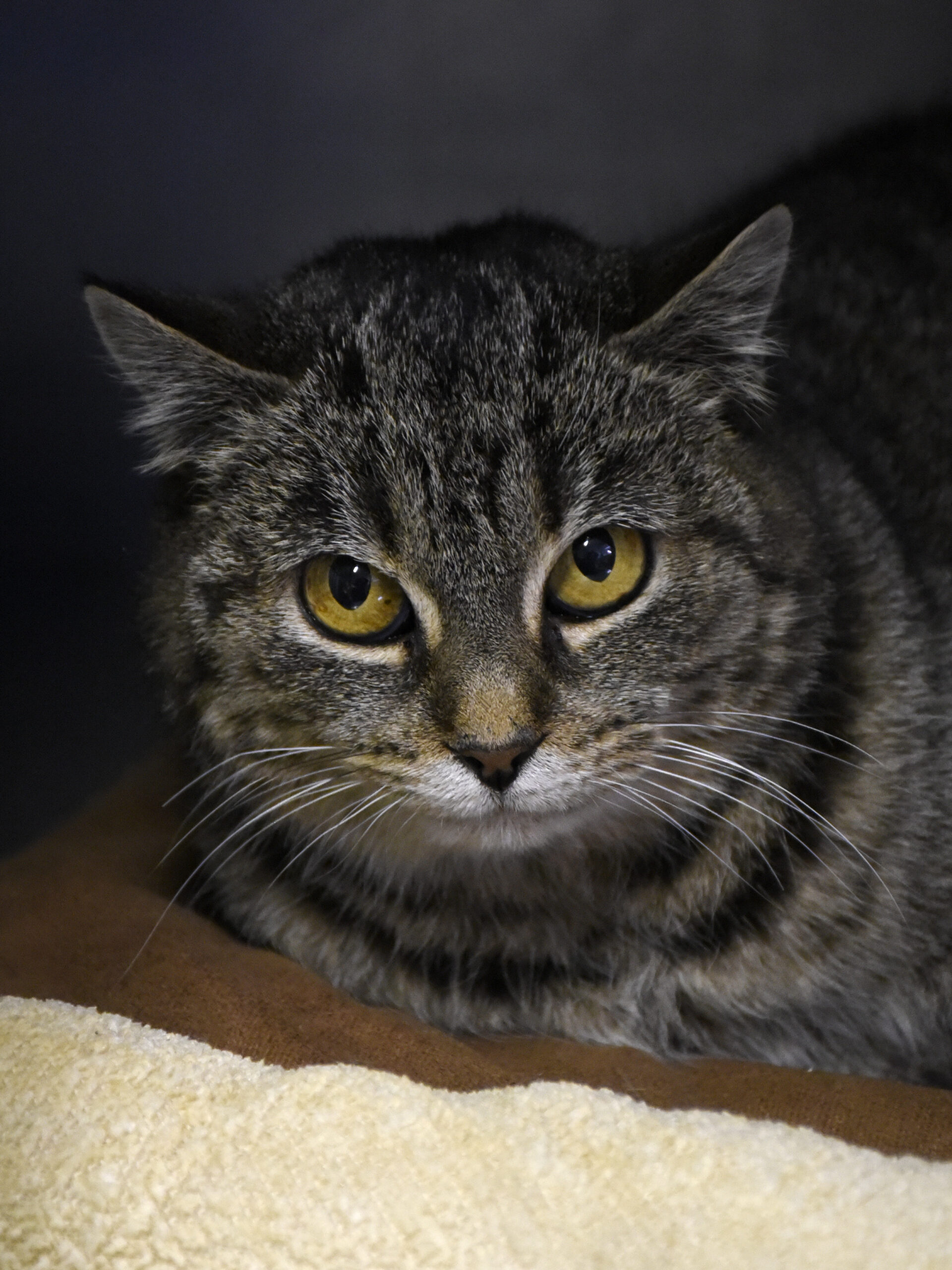 Hérisson-Fol'œil-04