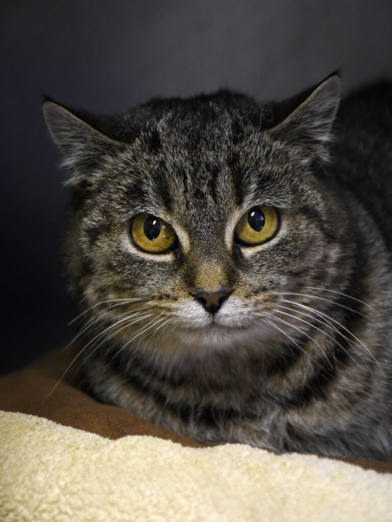 Hérisson-Fol'œil-05