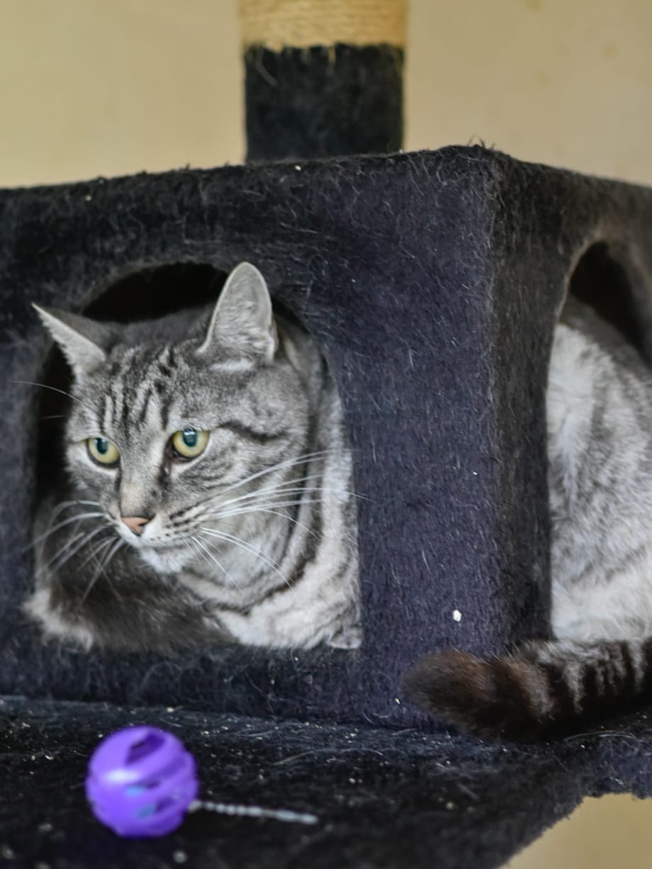 Minou – Image 2