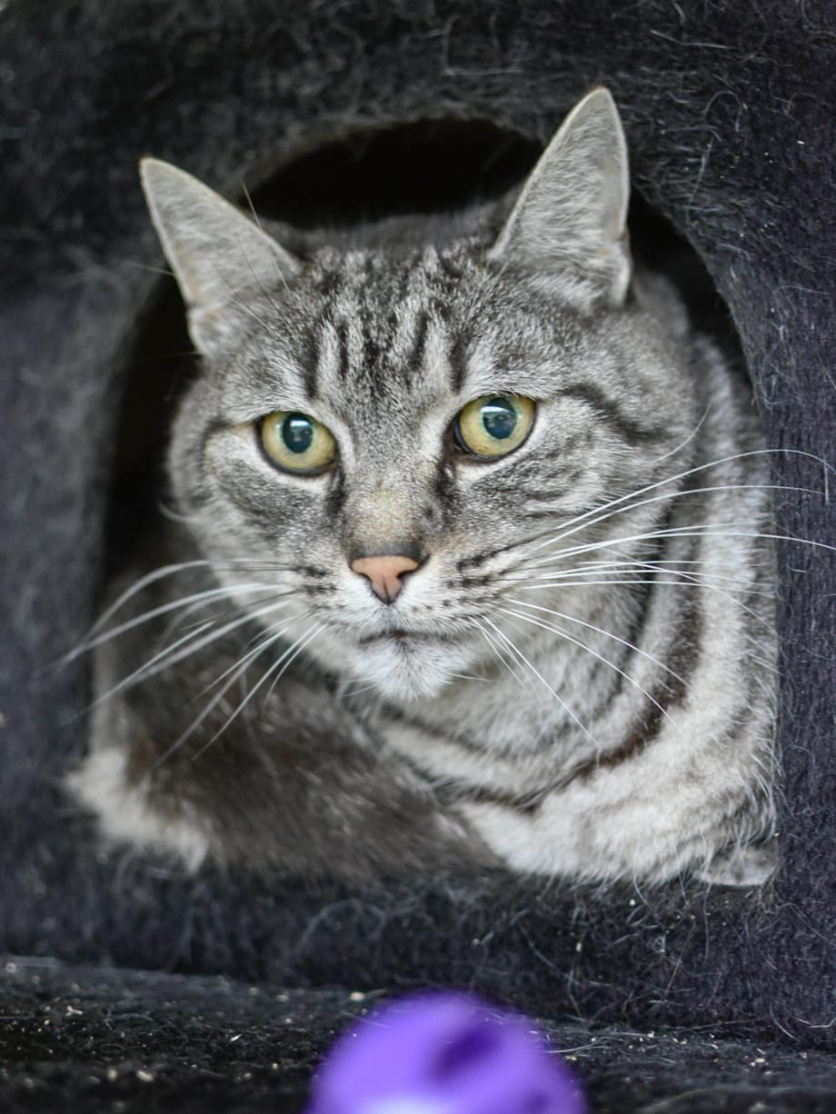 Minou – Image 3