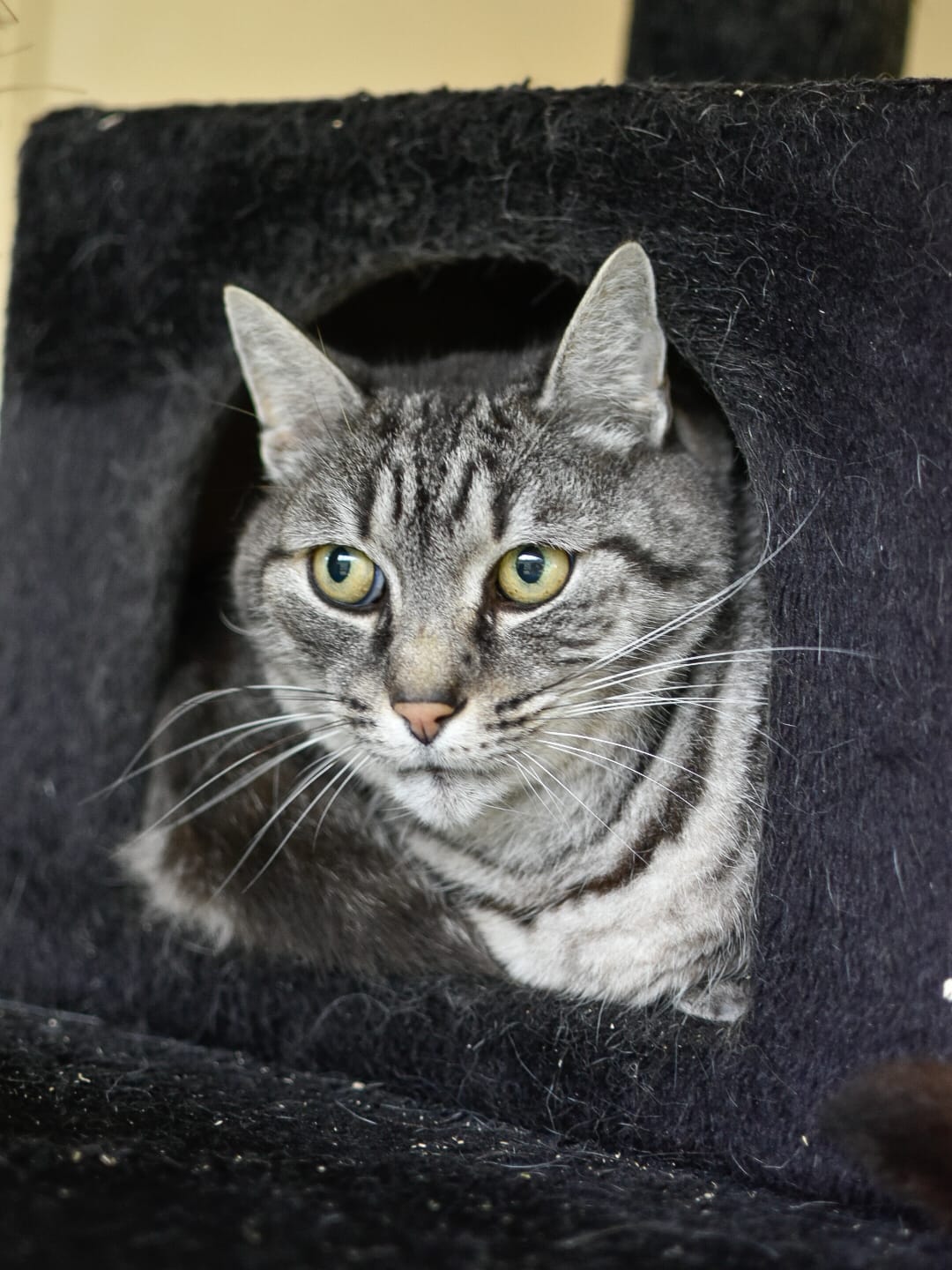 Minou – Image 4