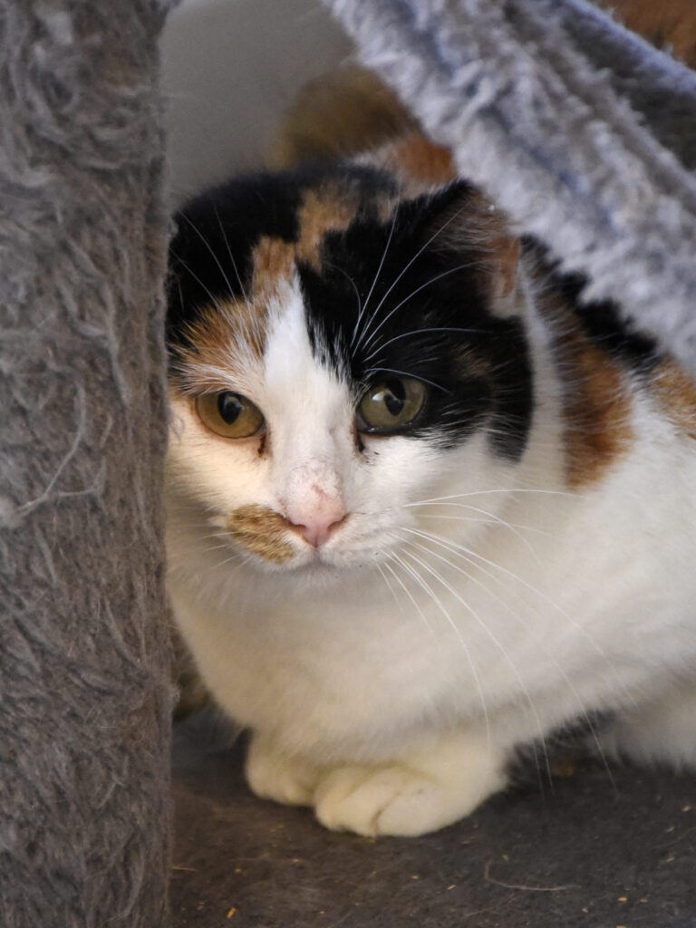 Jalebi-Griffondor-RetraitVertou-03