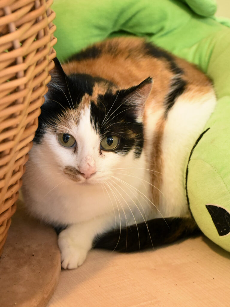 Jalebi-Griffondor-RetraitVertou-04