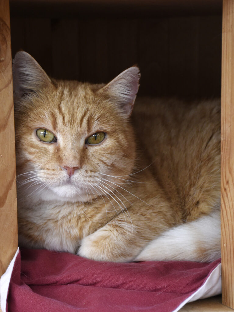 Joey (Flocon)-Poudlard-04