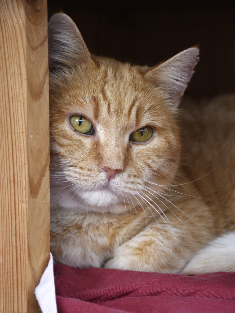 Joey (Flocon)-Poudlard-05