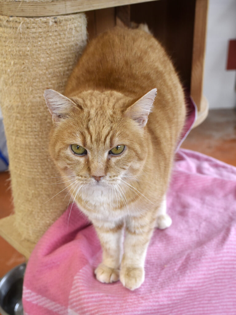 Joey (Flocon)-Poudlard-06