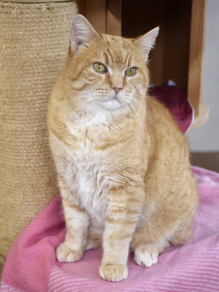 Joey (Flocon)-Poudlard-07