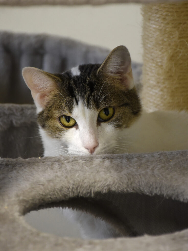 Lame-Serpentard-Diogènes-03