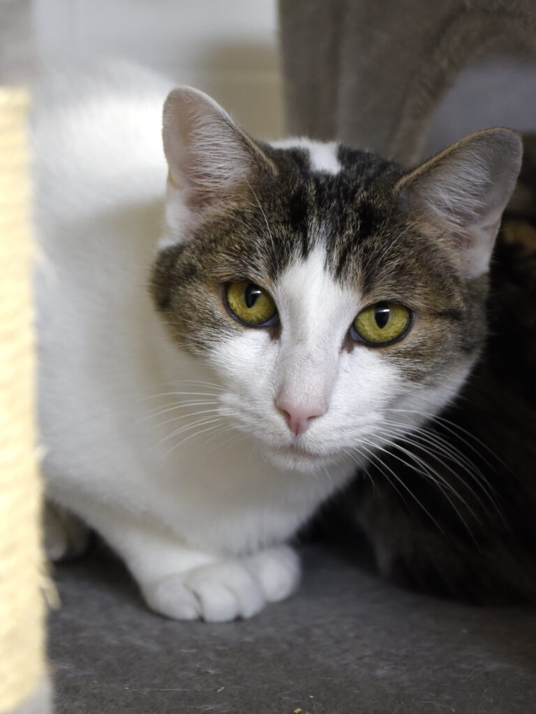 Lame-Serpentard-Diogènes-05