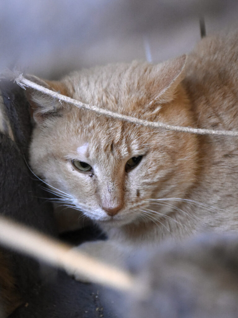 Madras_Griffondor-RetraitVertou_04