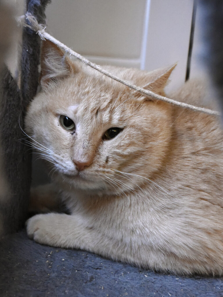 Madras_Griffondor-RetraitVertou_05