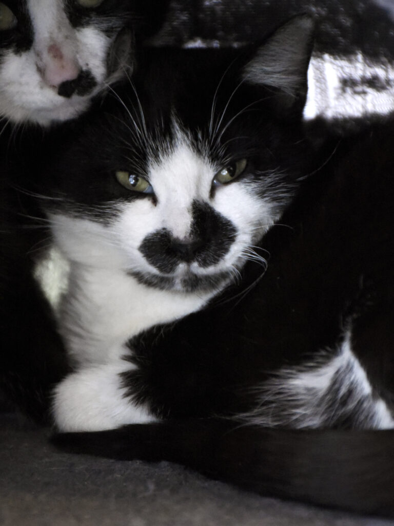 Maharaja-Griffondor-RetraitVertou-04