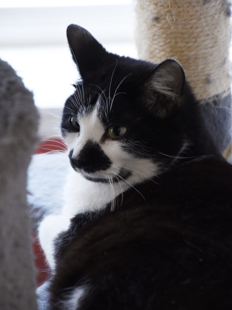 Maharaja_Griffondor-RetraitVertou_05