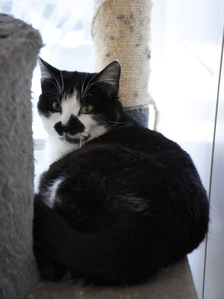 Maharaja_Griffondor-RetraitVertou_06