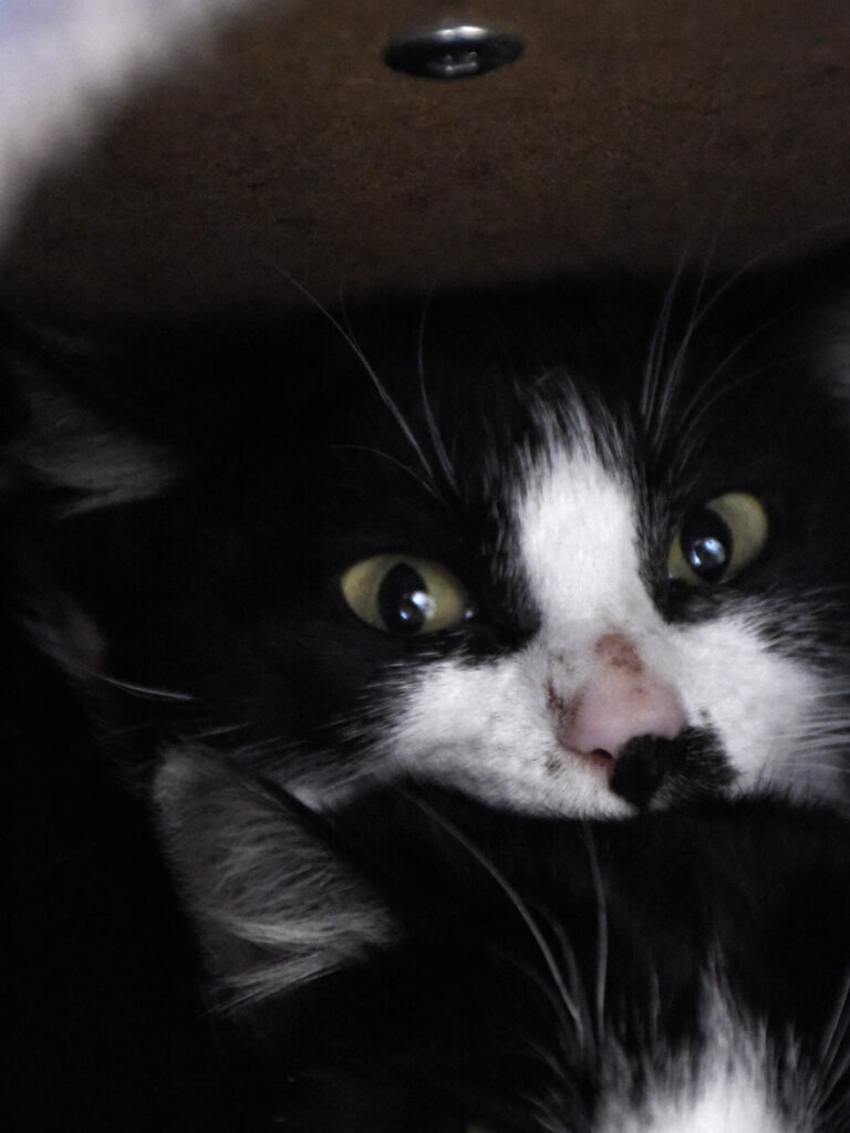 Massala-Griffondor-RetraitVertou-03