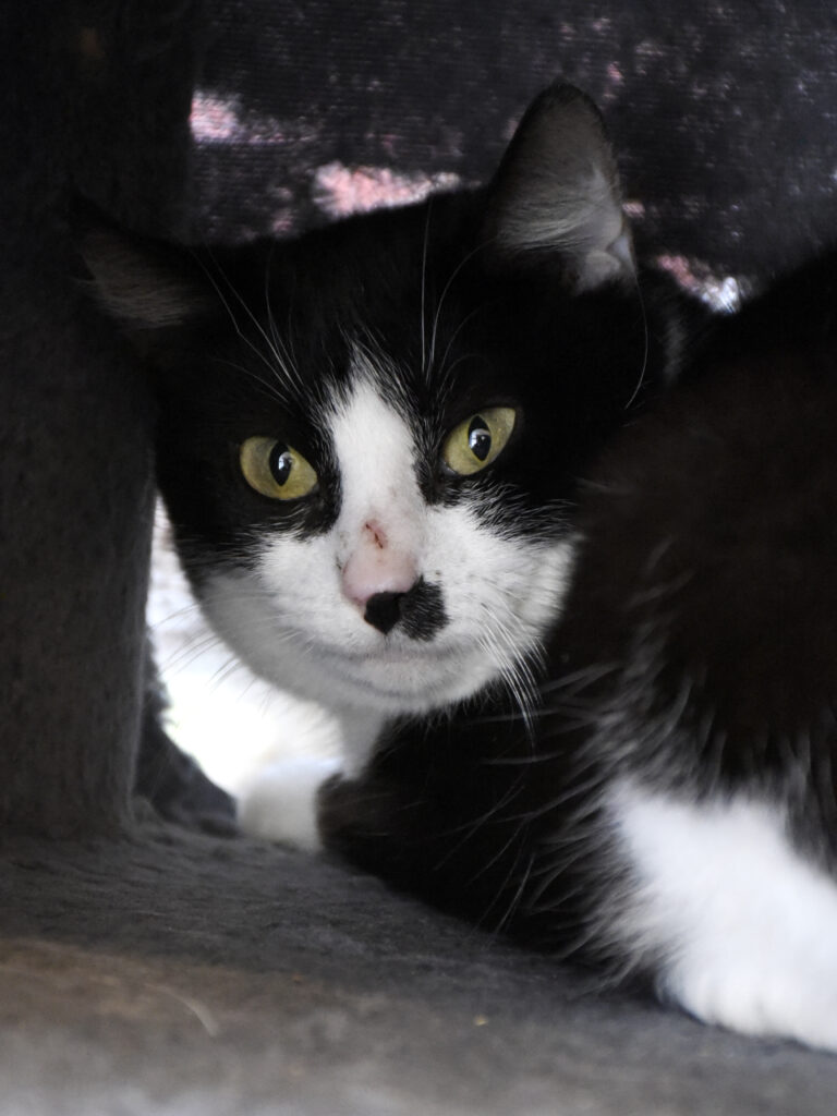 Massala_Griffondor-RetraitVertou_03