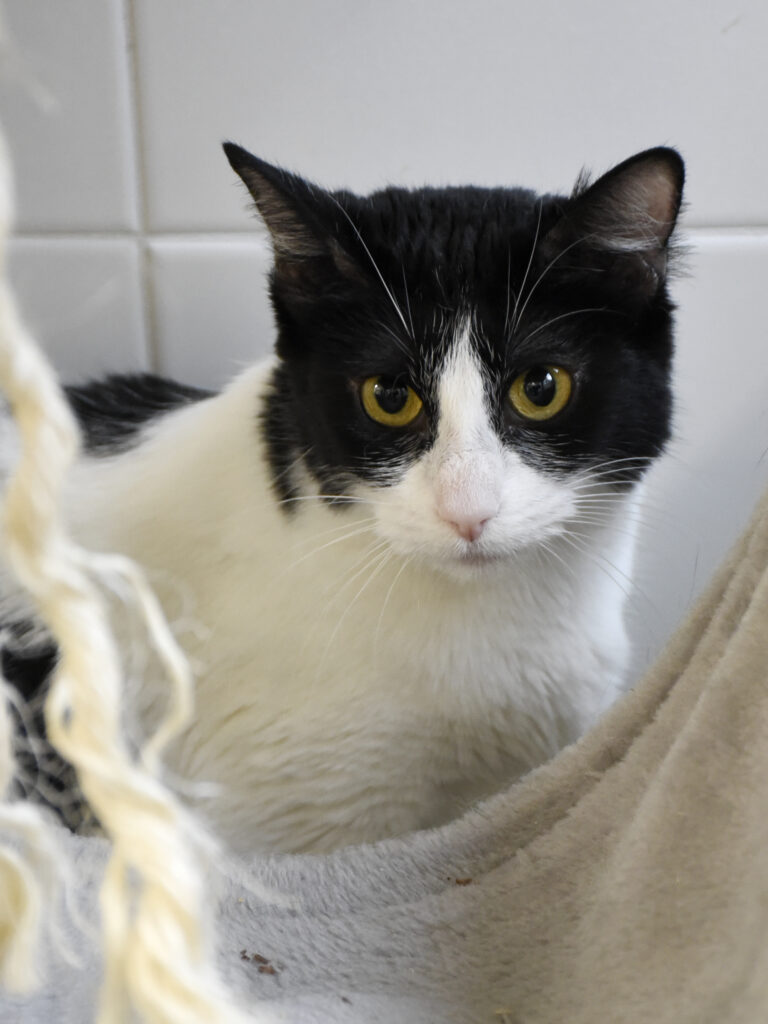 Ménestrel_Serdaigle-Diogène_03