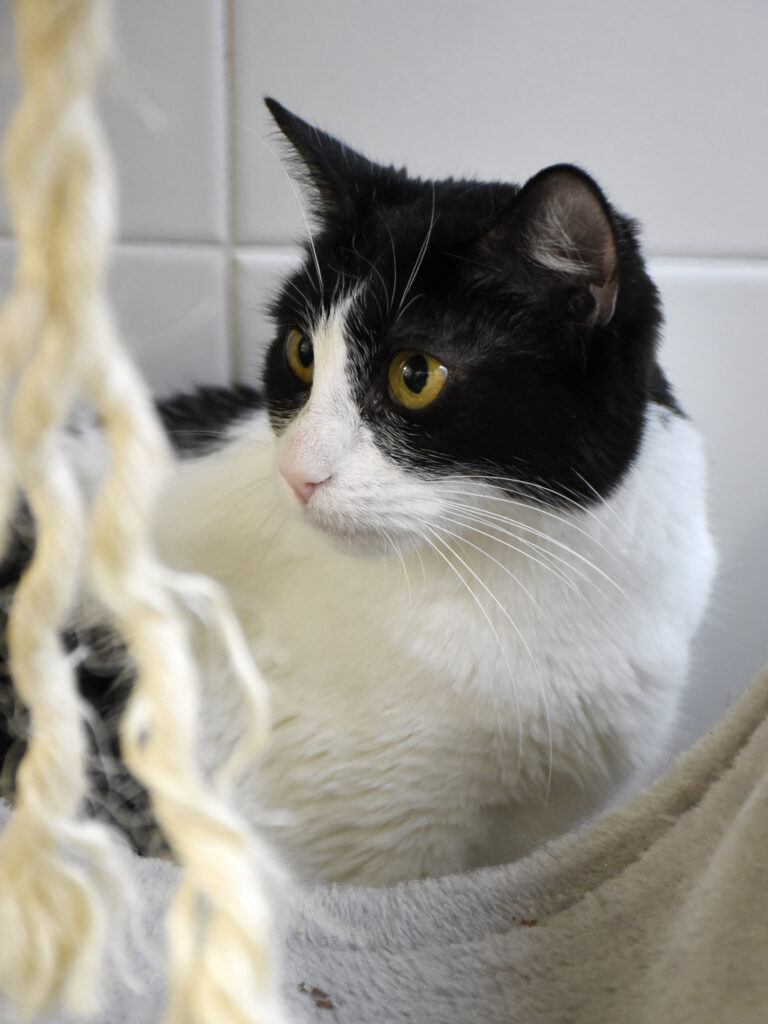 Ménestrel_Serdaigle-Diogène_04