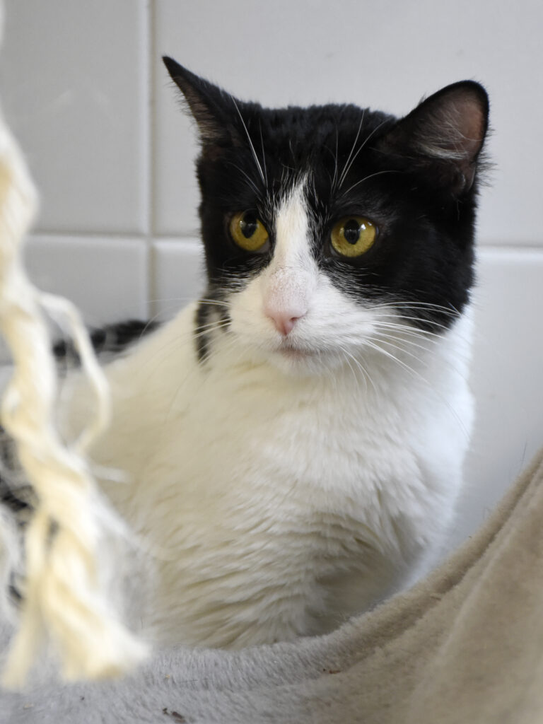 Ménestrel_Serdaigle-Diogène_05