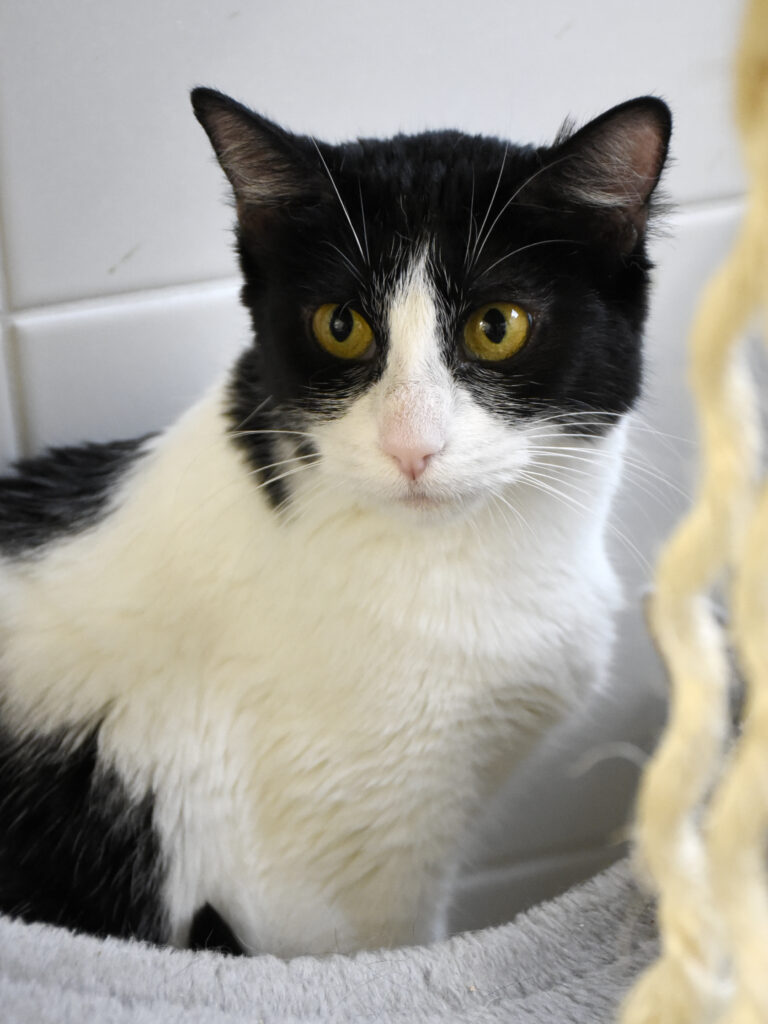 Ménestrel_Serdaigle-Diogène_06