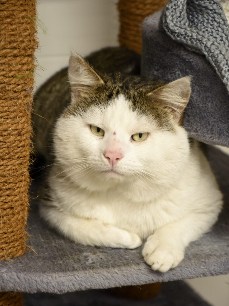 Monchéri-Phoenix-03