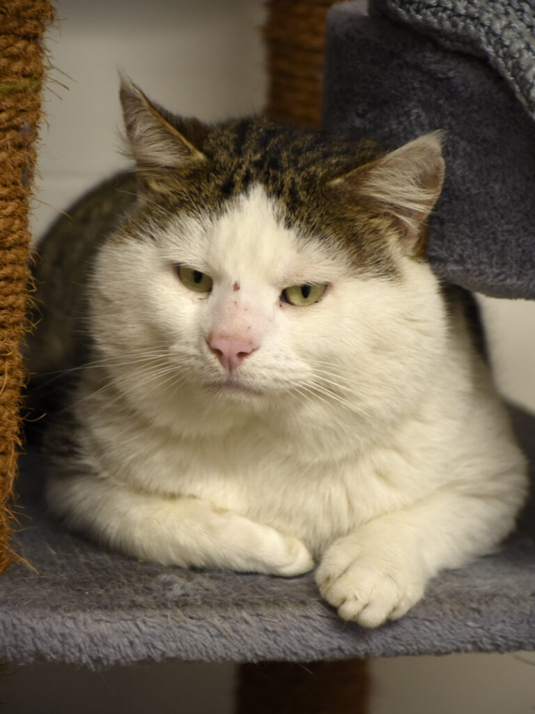 Monchéri-Phoenix-04