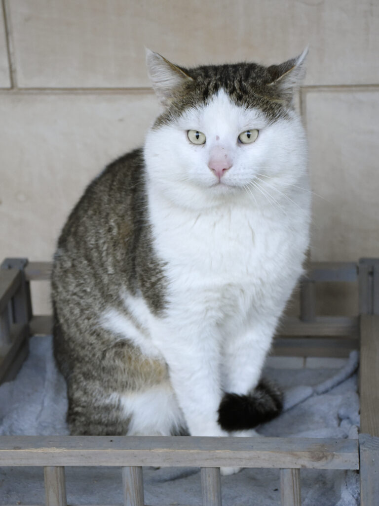 Monchéri_Phoenix_05