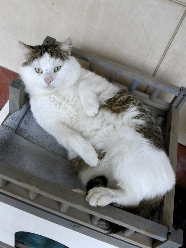 Monchéri_Phoenix_06