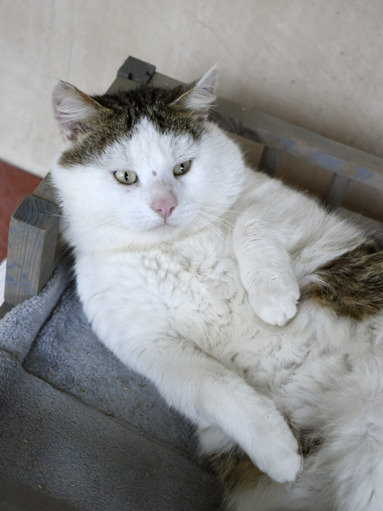 Monchéri_Phoenix_07