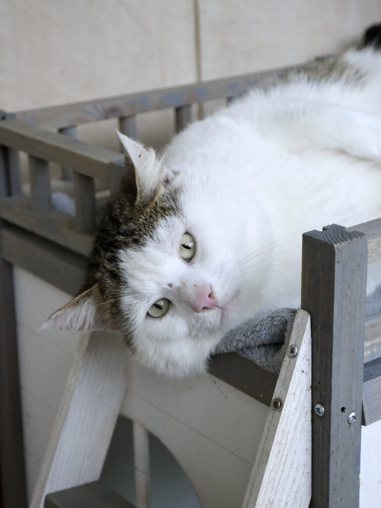 Monchéri_Phoenix_08