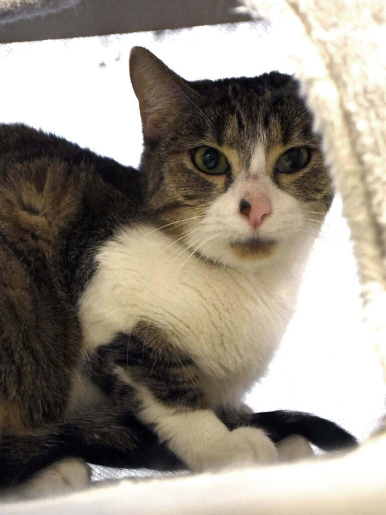 Muraille_Serdaigle-Diogène_03