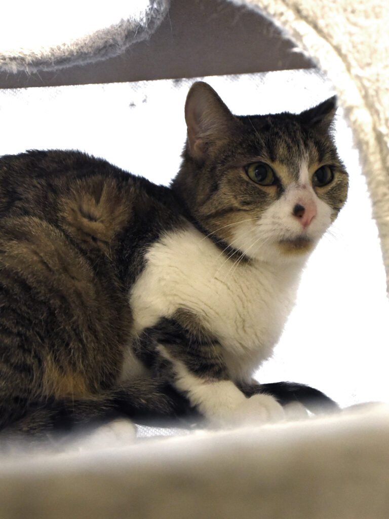 Muraille_Serdaigle-Diogène_04