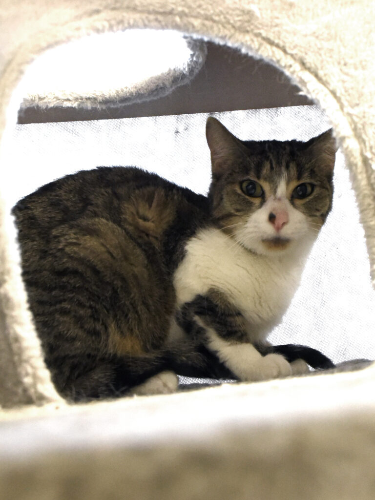 Muraille_Serdaigle-Diogène_05