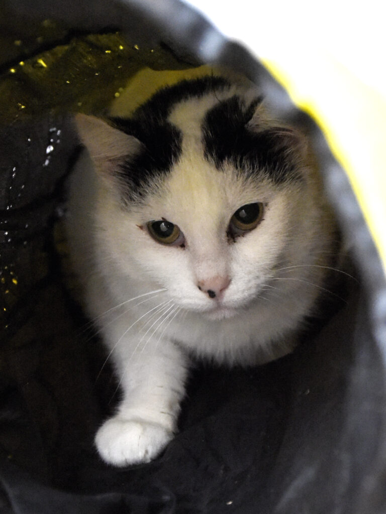 Naan_Griffondor-RetraitVertou_03