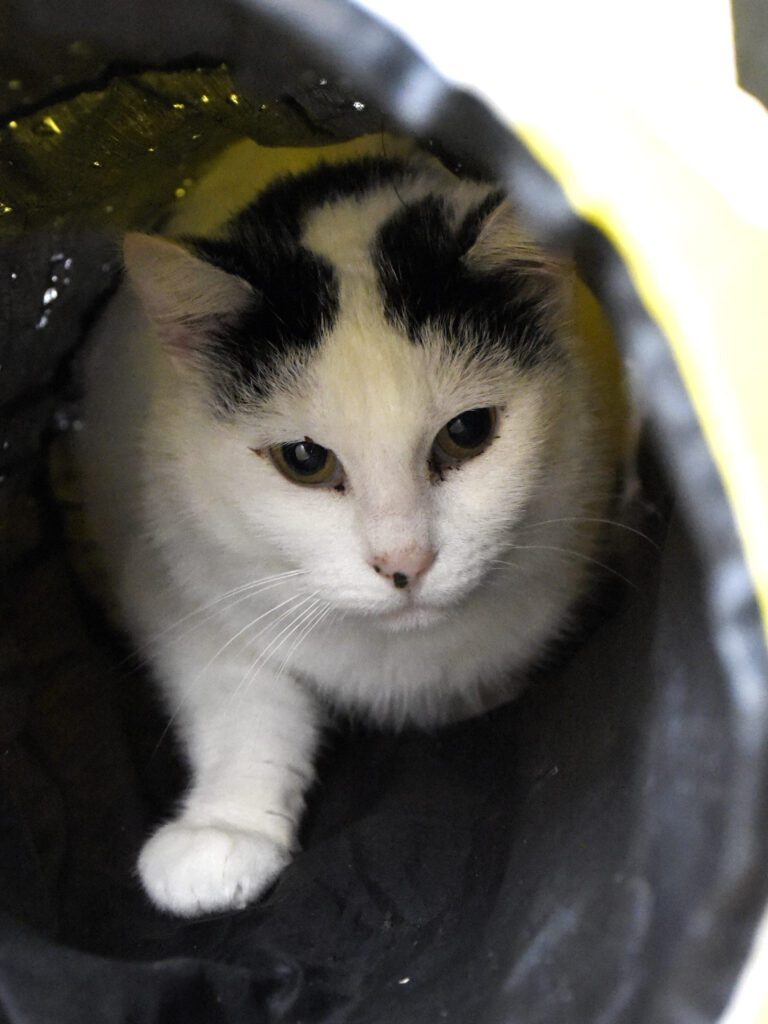 Naan_Griffondor-RetraitVertou_04