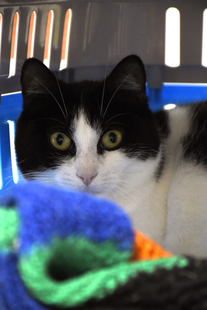 Ombrelle-Serpentard-Diogènes-03