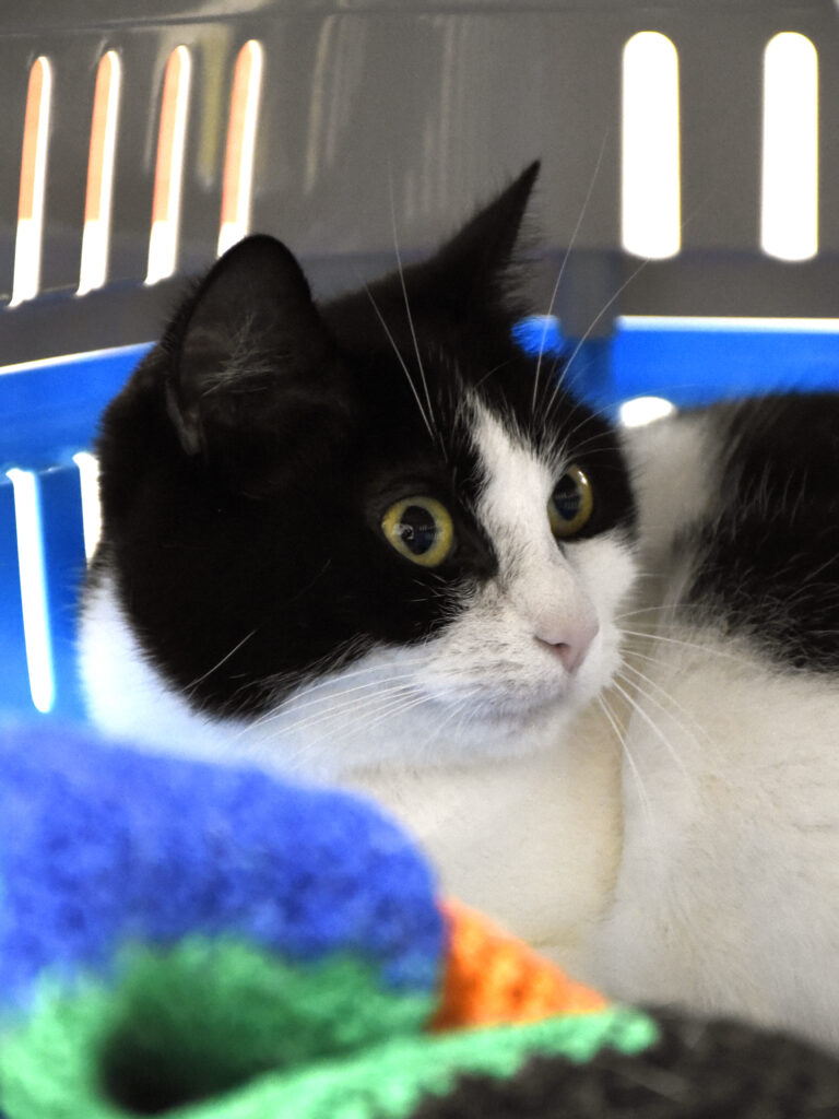 Ombrelle-Serpentard-Diogènes-04