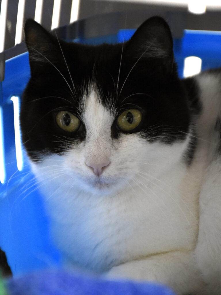 Ombrelle-Serpentard-Diogènes-05