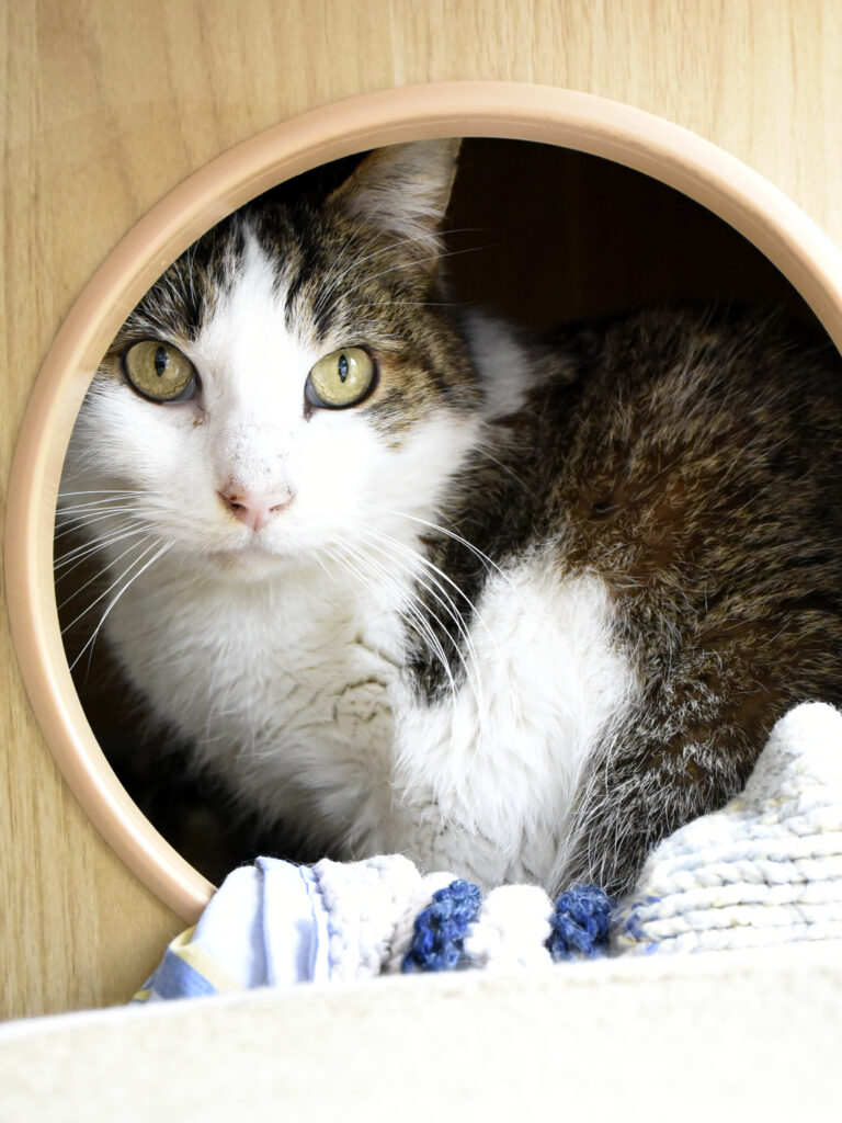 Osborn_Poufsouffle_01