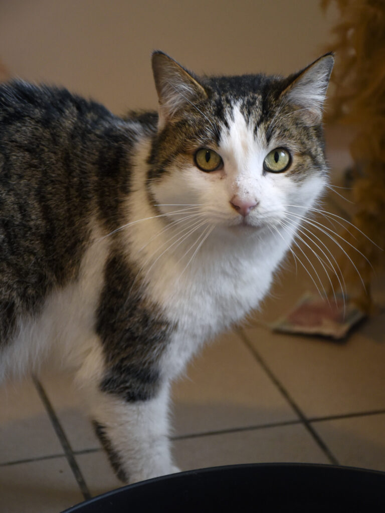 Osborn_Poufsouffle_03