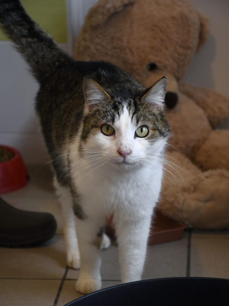 Osborn_Poufsouffle_04